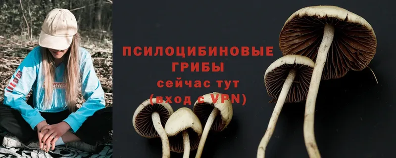 купить   Электроугли  Псилоцибиновые грибы Psilocybine cubensis 